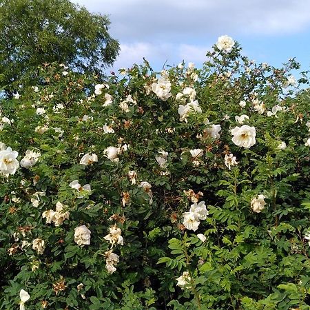 Lilla Mysstuga I Havsnaera Varberg Esterno foto